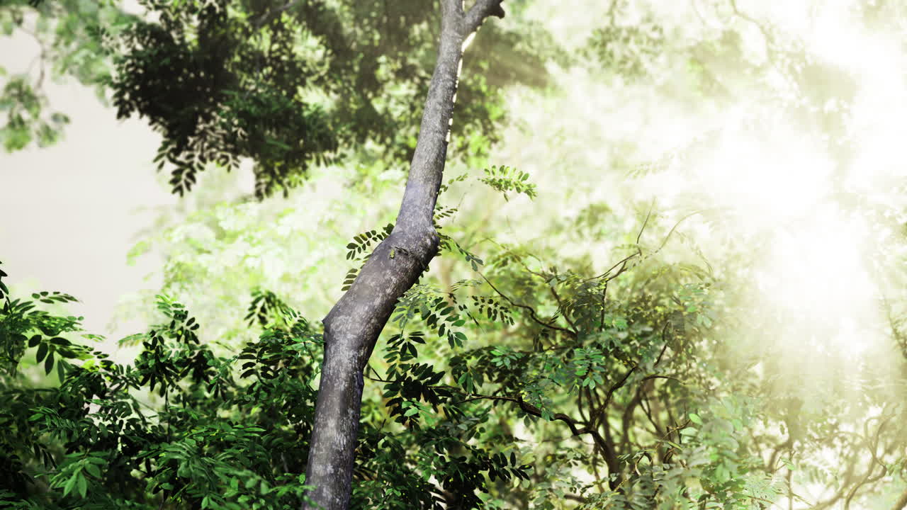 Sunlight filtering through lush green foliage in a serene forest