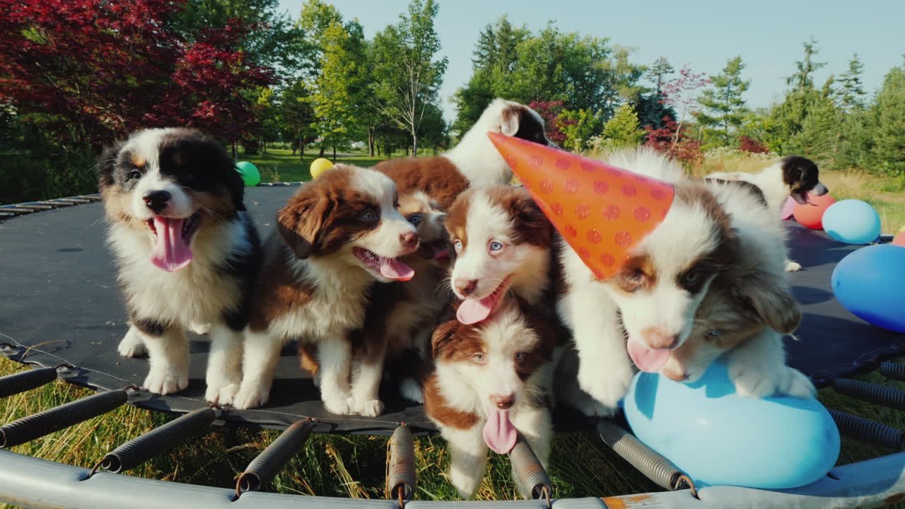 작은 재미있는 강아지 파티 공과 모자가 있는 애완 동물 그룹