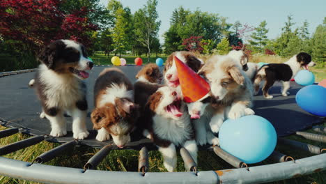 Fiesta-De-Cachorros-Graciosos-Grupo-De-Mascotas-Con-Pelotas-Y-Gorros