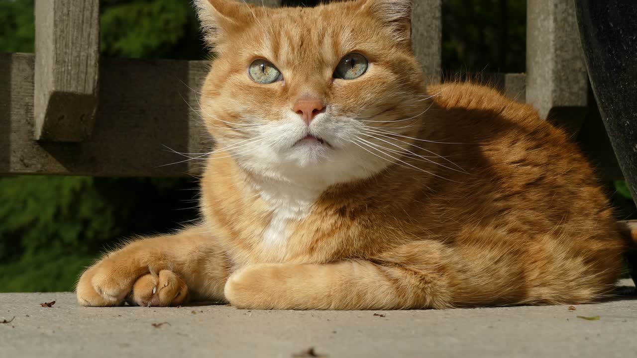 Gatto arancione scontroso in una giornata di sole
