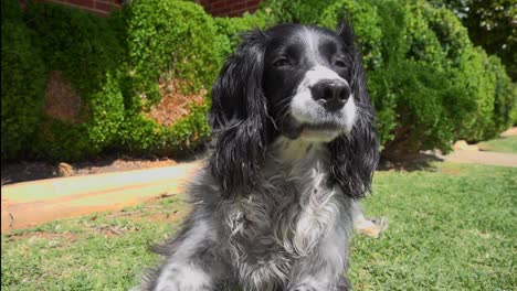 an english springer spaniel sits on the grass panting while an insect flies on front of him