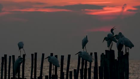 The-Great-Egret,-also-known-as-the-Common-Egret-or-the-Large-Egret