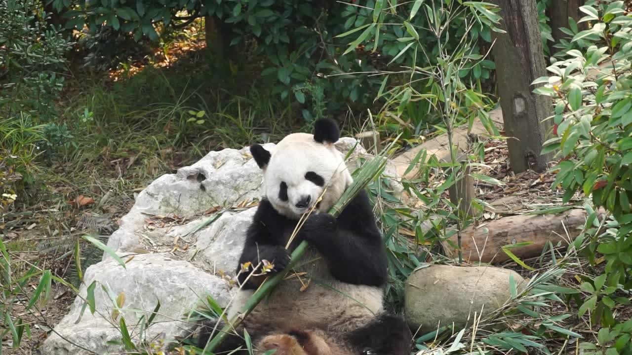 Slowmotion video of Giant Panda sitting and eating bamboo in Chengdu reservation