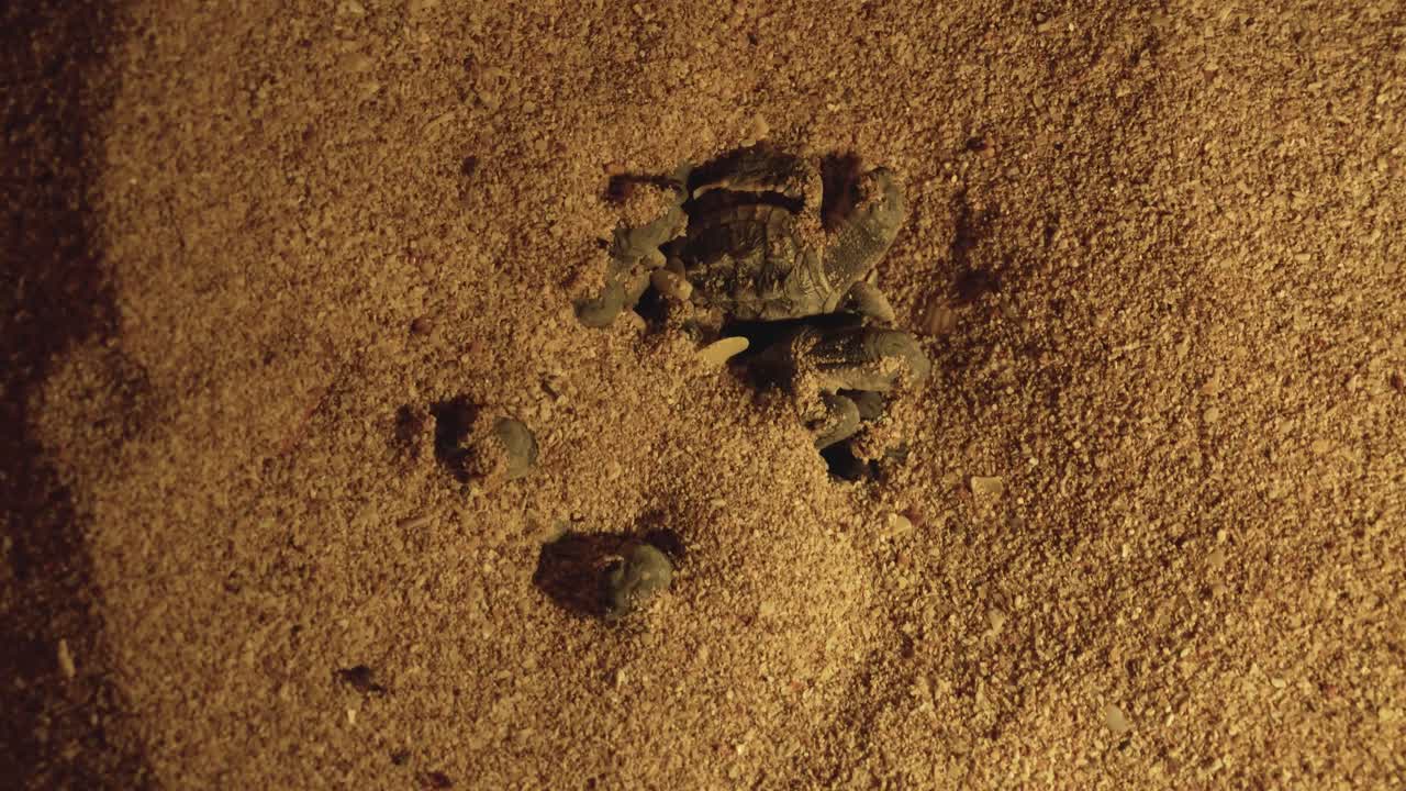 Wonderful moment infant tiny turtle emerging small movement hawksbill sea animal night sand beach Iran Persian Gulf nature scenic landscape in iran culture saudi arabia tourism attraction wildlife uae