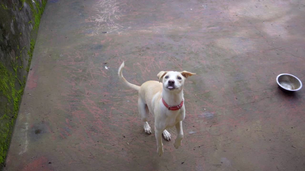 dog jump for food white