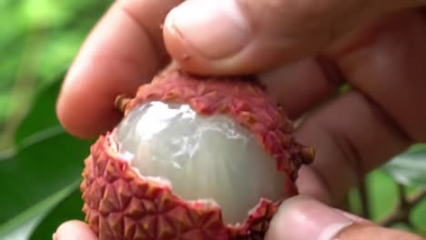 a close-up exploration of lychee: from the unique exterior to the juicy interior, discovering the delights of this tropical fruit