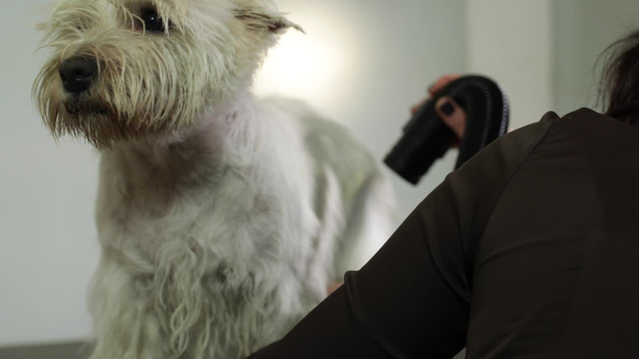 El aseo de los perros