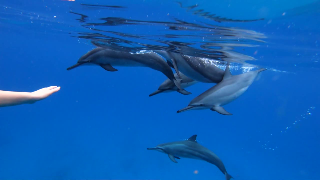 A pod of Hawaiian Bottlenosed dolphins approaching a female snorkeling off the coast of the West Side of Oahu