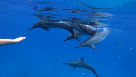 una manada de delfines nariz de botella hawaianos acercándose a una hembra buceando frente a la costa del lado oeste de oahu