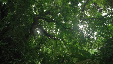 video de plantas increíbles de un jardín botánico en victoria en la isla de mahe en las seychelles