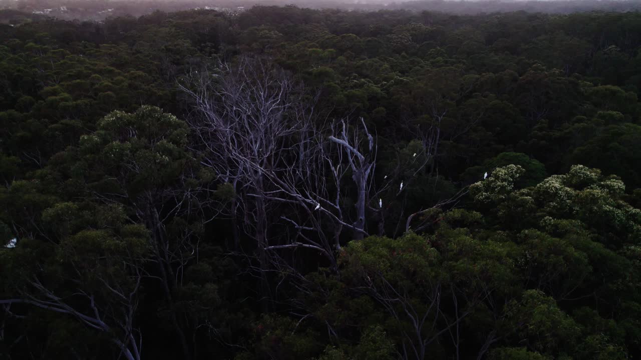 숲 속의 장면, 오스트레일리아 드 주의 노사 내륙에서 보호된 자연에서 휴식을 취하는 새들과 함께
