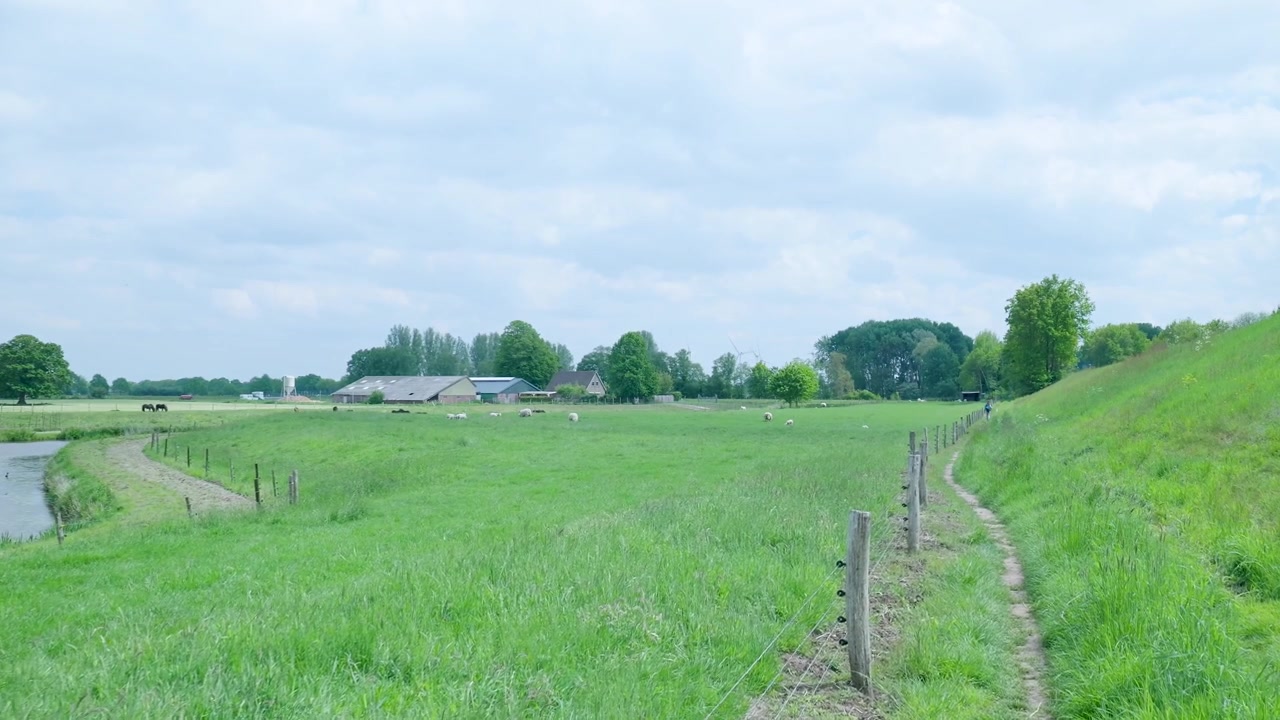 緑の牧草地と放牧された羊がいる美しい田園風景