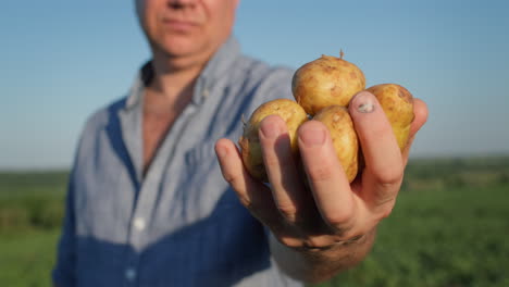 el granjero tiene en la mano varias patatas jóvenes, se encuentra en un campo donde las patatas acaban de ser excavadas