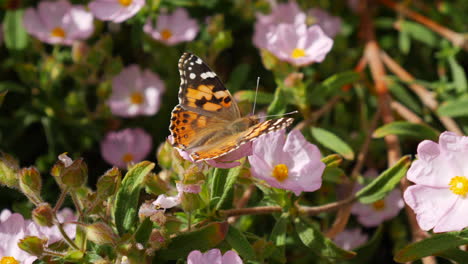 A-painted-lady-butterfly-feeding-on-nectar-and-pollinating-pink-wild-flowers-during-a-California-bloom