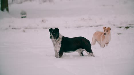 Perros-Sin-Hogar-En-Invierno-En-La-Nieve