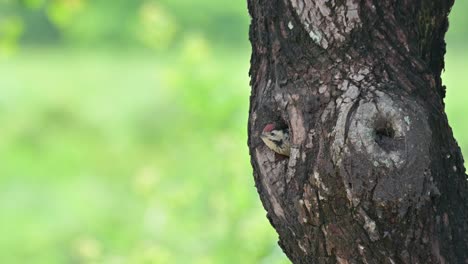 seen sticking out its head waiting for its parents to come and feed, speckle-breasted woodpecker dendropicos poecilolaemus, thailand