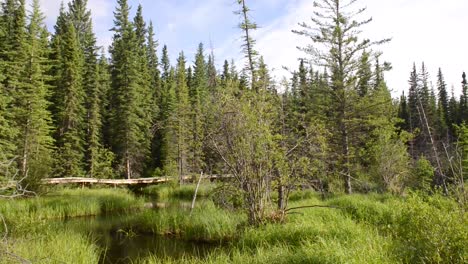 The-Beaver-Boardwalk-is-a-unique,-wooden-pathway-that-winds-through-wetlands-and-fully-functioning-beaver-pond-in-Hinton,-Alberta-with-seating-areas,-interpretive-signs-and-two-observation-towers