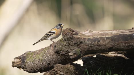 El-Pequeño-Pájaro-Paseriforme-Brambling-Se-Sienta-En-El-Bosque-De-Troncos