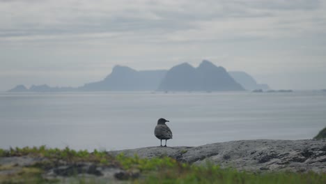 seagull perched on a rocky shore with misty mountains in the background on an overcast day