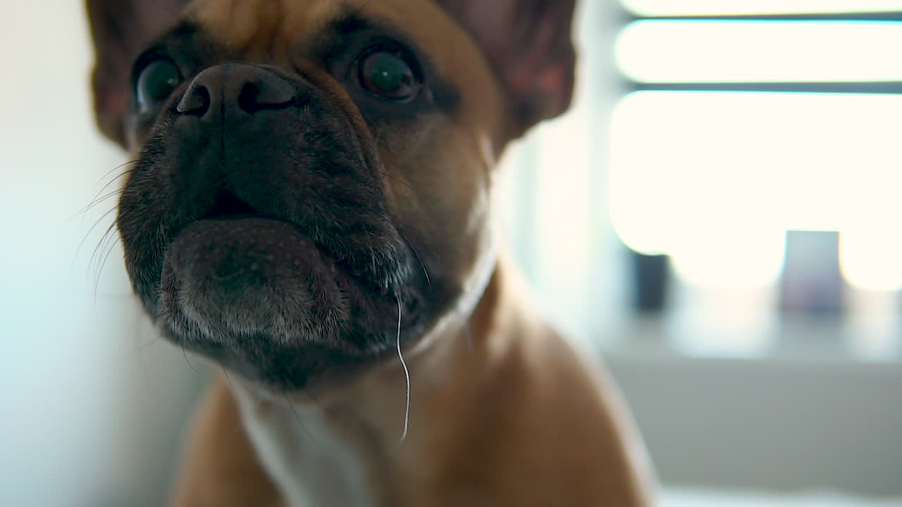 Closeup with brown french bulldog barking. Slow motion
