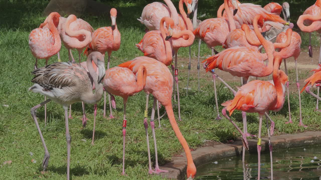A mixed group of American and Chilean flamingos standing by a pond
