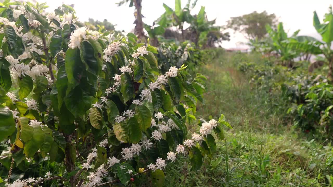 Wide view of Wild coffee plants in full blooming with white flowers and bees flying around during daylight.
