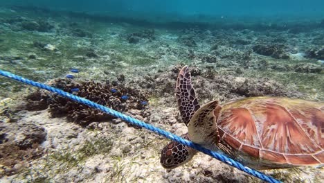 a green sea turtle swims below a blue anchor rope