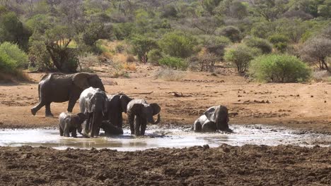 Primer-Plano-Grabado-En-Mano-De-Una-Manada-De-Elefantes-Refrescándose-En-Un-Charco-De-Barro