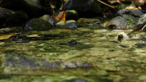 Close-up-of-steam-flowing-in-a-forest