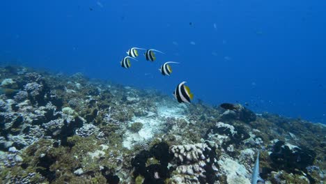 la cámara se acerca a un grupo de hermosos peces estandarte en aguas cristalinas en un arrecife de coral tropical en el atolón de fakarava, polinesia francesa