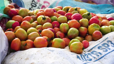 Close-up-shot-of-wasted-asian-unripe-tomatoes-lying-around-on-ground-at-daytime