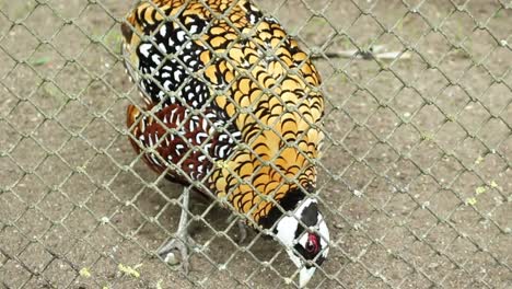 Pheasant-in-the-zoo-cage