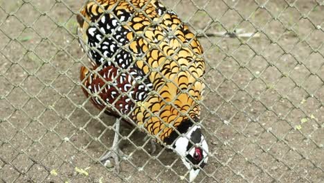 pheasant in the zoo cage