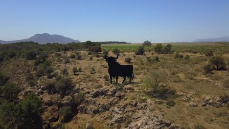 Vista-Aérea-De-Un-Clásico-Anuncio-Español,-La-Gran-Silueta-Del-Toro-Negro.