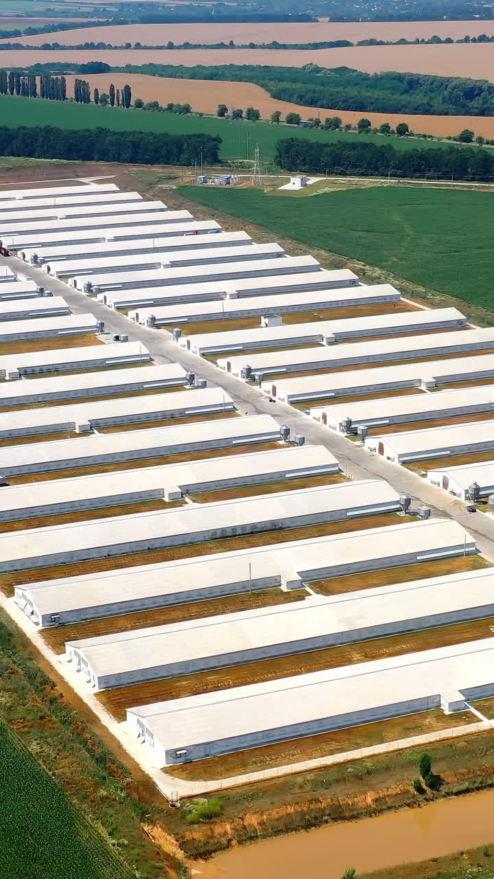 Farm houses for livestock on field. Contemporary agricultural complex with white barn buildings surrounded by fields. Aerial view. Vertical video