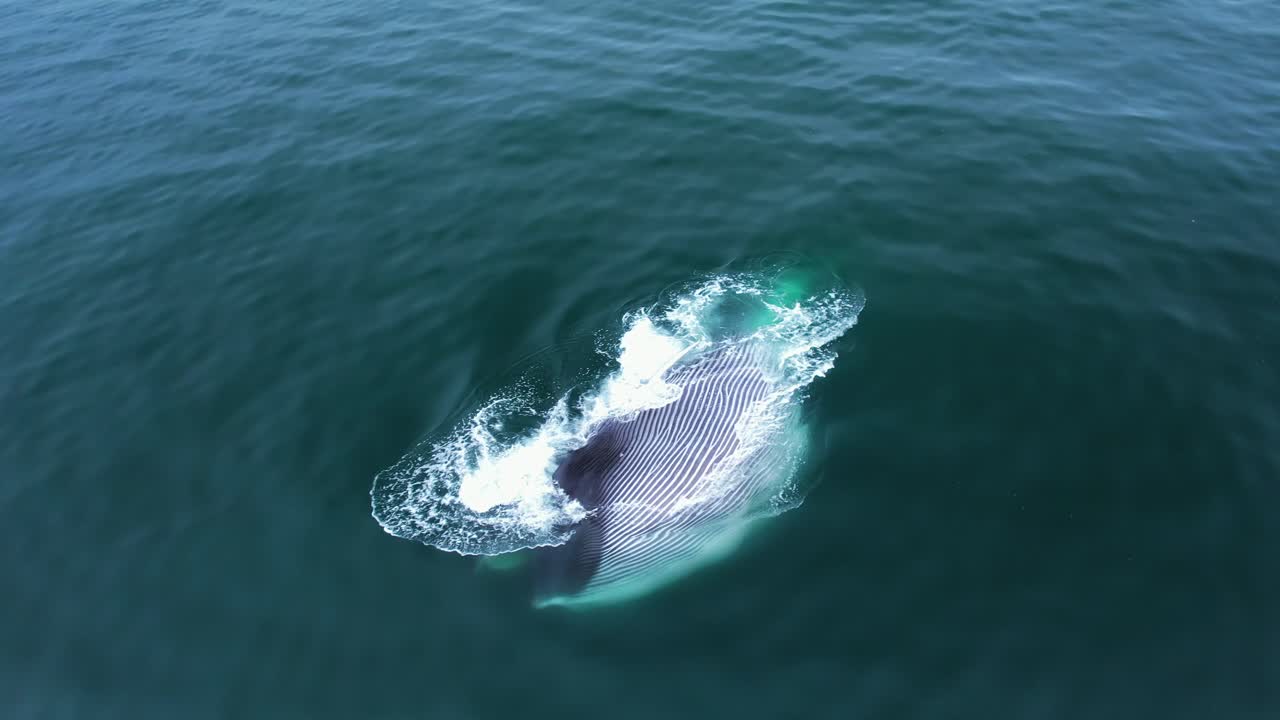 """남부 캘리포니아에서 물 표면에서 먹이 공을 먹기 위해 큰 입을 열고있는 큰 핀 고래의 희귀한 광경"""