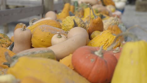 Geernteter-Kürbis-Und-Butternut-Kürbis,-Fokus-Racking-Shot