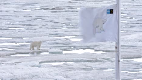 Un-Oso-Polar-En-El-Hielo-Marino-Y-La-Bandera-Del-Oso-Polar-Del-Barco-En-Bjornsundet-En-Spitsbergen-En-El-Archipiélago-De-Svalbard-Noruega