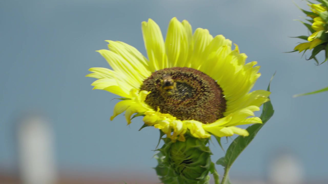 Primo piano dal basso di un girasole giallo brillante in piena fioritura contro un cielo blu nuvoloso con un bocciolo non ancora aperto visibile