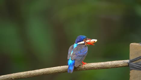 el pájaro pescador de orejas azules estaba comiendo pescado fresco en una rama