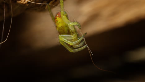 araña verde pepino. profundidad poco profunda del campo