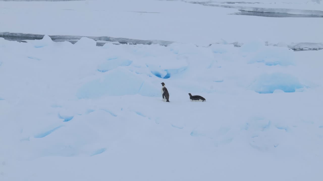 남극의 바다 얼음 위에 있는 두 마리의