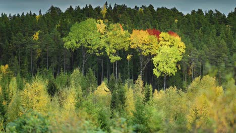 a lush forest scene showcasing the transition of seasons, with vibrant autumn colors spreading among the trees