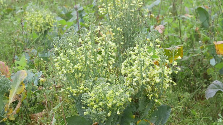 Infected and damaged broccoli flower buds and leaves on agriculture fields, food crisis