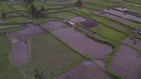 Drone-flies-over-small-road-surround-by-rice-terraces-and-local-houses-Ubud-Indonesia,-aerial