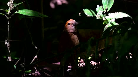 The-Rusty-naped-Pitta-is-a-confiding-bird-found-in-high-elevation-mountain-forests-habitats,-there-are-so-many-locations-in-Thailand-to-find-this-bird