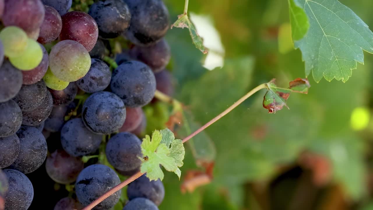 Detailed view of clusters of purple grapes with vibrant green leaves in a vineyard setting.