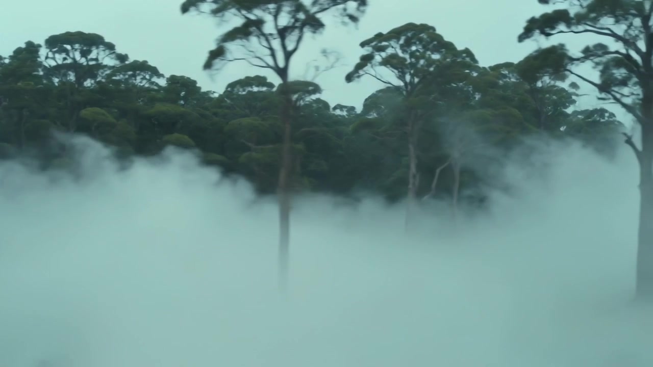 Nebbia in movimento che rivela il tronco principale di un albero con un ramo secco e curvo in una radura erbosa, esponendo la linea degli alberi.