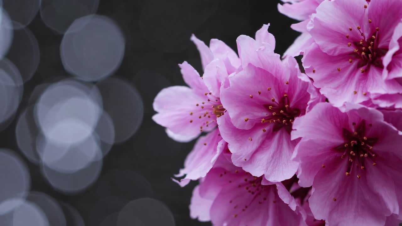 Video close-up bunga sakura merah muda cerah dengan latar belakang bokeh yang buram
