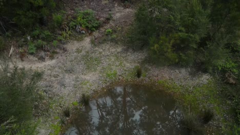 Drohnenantenne-4k,-Die-Von-Einem-Damm-Zwischen-Grünen-Einheimischen-Bäumen-In-Einem-Australischen-Nationalpark-Aufsteigt